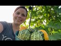 How To Know When Gourds, Pumpkins and Squash Are Ready To Pick | EverCrest