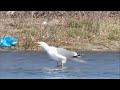 yellow legged gull calling