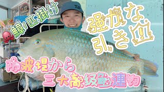 沖の堤防へ高級魚連発【打ち込み釣り】沖縄三大高級魚マクブが釣れました！