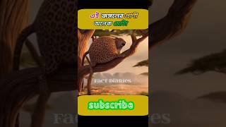 এই জঙ্গলের প্রাণী গুলো অনেক মোটা || Forest animals are very fat #shorts #shortvideo #viral