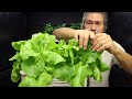 gardener grows massive amount of lettuce in 2 gallon container diy hydroponics with pool noodles