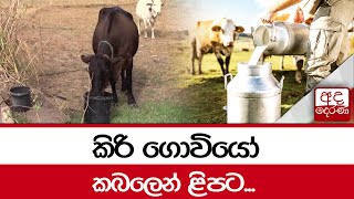 කිරි ගොවියෝ කබලෙන් ළිපට...