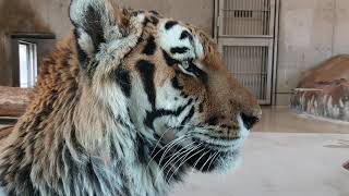 【天王寺動物園】ただただ誕生日にセンイチを近くで見たい人に贈る動画！