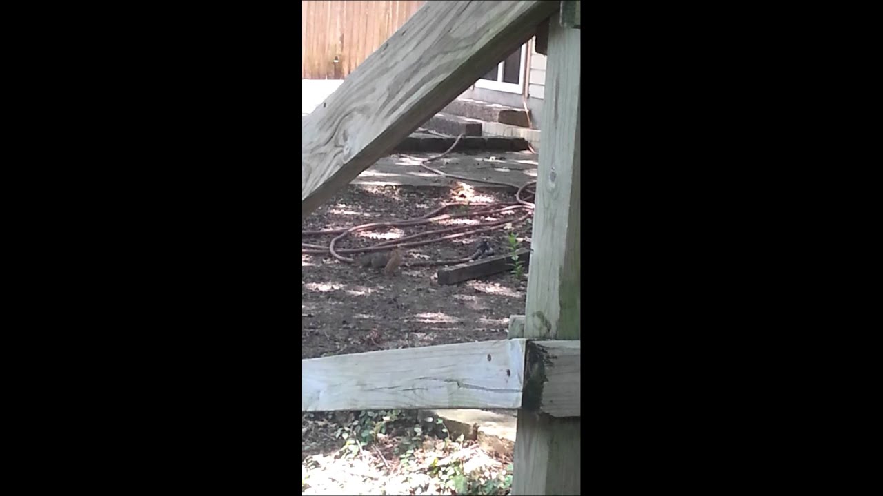 Thieving Squirrels Youtube