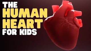 The Human Heart for Kids | Educational  to learn all about how the heart works