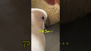 大好きな姉御インコをガン見で見守る心優しき変態系オウム#shorts