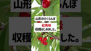 王将果樹園 山形のさくらんぼ 紅秀峰 収穫 出荷 はじめました。真っ赤なさくらんぼ 注文受付中。注文した順番に出荷しています。