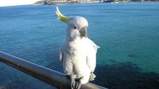 Talking to a Sulphur-Crested Cockatoo