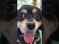 【トリミングサロン】可愛い❤️中型犬mix＆チワックス【ビフォーアフター】 love u0026peace dog grooming japan 大変身 犬 love dog siba いぬ 柴犬