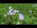 רקפת מצויה بخور مريم فارسي cyclamen persicum