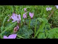 רקפת מצויה بخور مريم فارسي cyclamen persicum