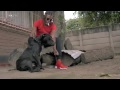 Seh calaz - mangongongo video coming soon