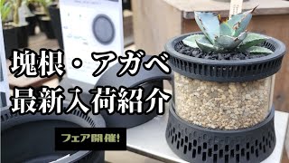 【入荷紹介】塊根植物・アガベ・多肉植物の最新入荷情報！ 群馬県高崎市にある園芸店ABCガーデンズ #塊根植物 #アガベ #多肉植物