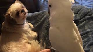 Cockatoo tells dog about his day adds a few cuss words!