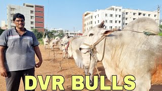 dvr bulls-dvr memorial bulls latest-dvr memorial bulls new video-dvr memorial bulls dheera dheera-ox