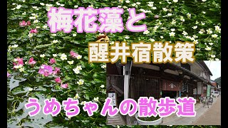 【梅花藻（ばいかも）と醒ヶ井宿散策】梅の花に似た白い可憐な花が涼しげです。水温年間14℃前後の清流しか育たない貴重な水中花❣醒ヶ井宿は中山道61番目の宿場町。地蔵川に沿って形成された中山道の宿場町。