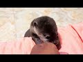 the irresistible cuteness of baby otters@cozycuties168