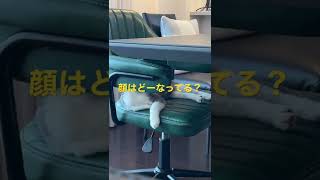 人間みたいに寝る猫　#猫のいる暮らし #猫好きさんと繋がりたい #眠る猫 #癒し動画