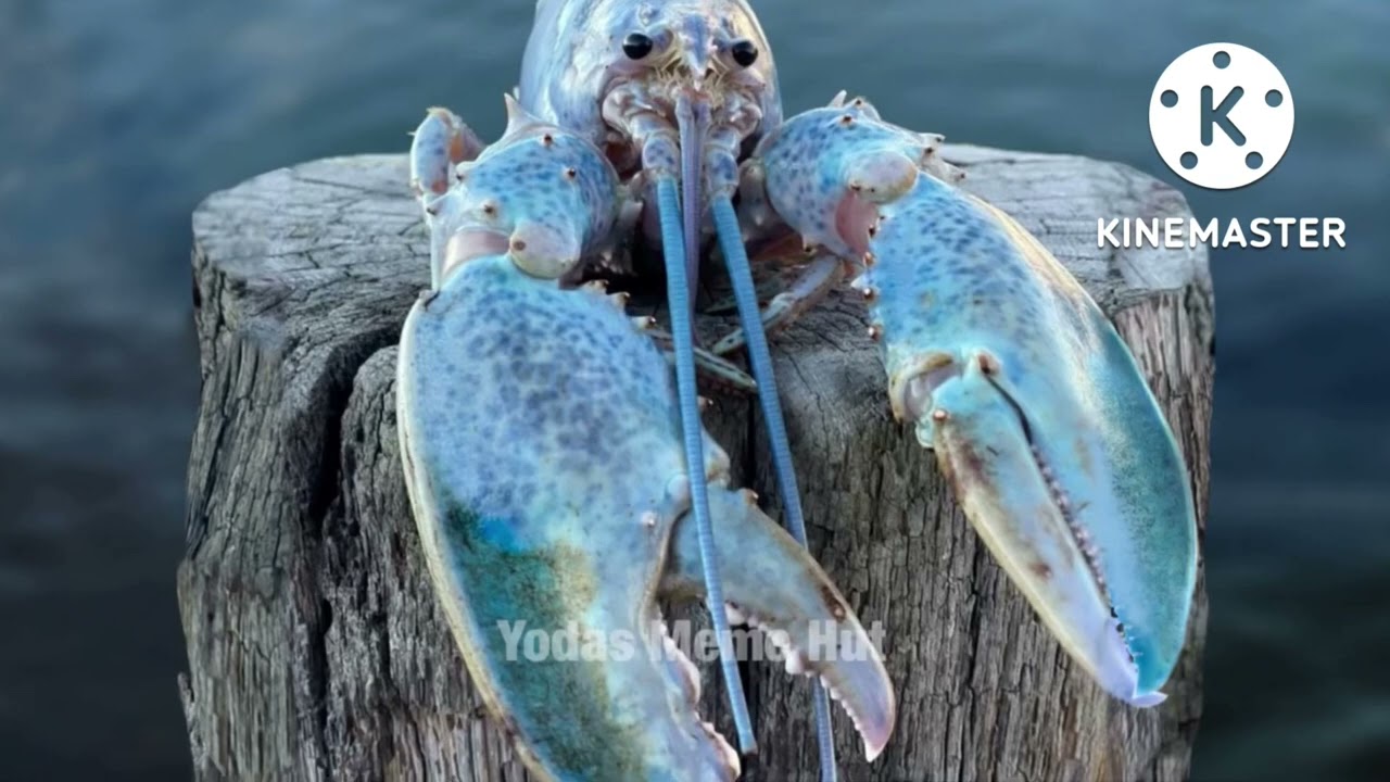 Blue Lobster Meme But It's More Dramatic - YouTube