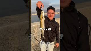 西宮ケーソン釣果情報　サワラ回る！アジとサヨリもかなり釣れますよ #釣り #fishing #フィッシングマックス