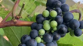 Harvesting Black Grapes in the UK | Organic Gardening