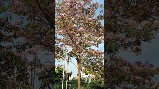 poothu kulungum tree 🌳 / pink flower/ Glories@3ap