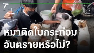 ส่องทั่วไทยไปกับใบตอง : น้องหมาติดใบกระท่อม อันตรายหรือไม่? | 27-09-64 | ตะลอนข่าว