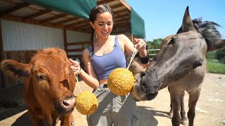 Maya gives Winnie, Acero, and the donkeys enrichment at Alveus