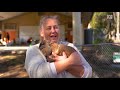 competitive hopping rabbit athletes hope to hop to the top of the podium