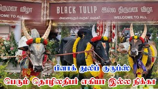 பெரும் தொழிலதிபர் Black Tulip இல்ல நிக்காவில் காளைகள்