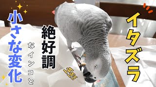 ティッシュをイタズラするインコとメリクリに小さな変化が！？