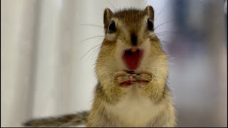 シマリス ロンのもぐもぐタイムChipmunk Ron's food time