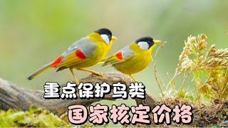 盘点33种鸟类国家核定价格，喜欢玩鸟的朋友有必要了解#鸟类