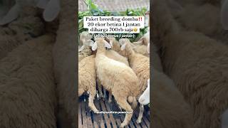 Paket breeding domba‼️20 betina 1 jantan diharga 700rb saja😱.  #mudajayafarmponorogo