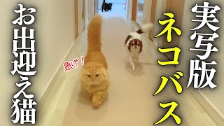 帰宅すると全力で走ってお出迎えする姿がネコバスにそっくりと話題の猫