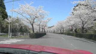 20120401_観音池公園桜並木.mp4