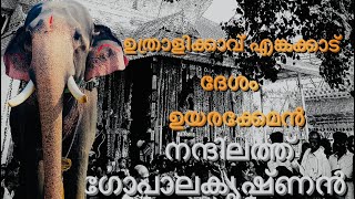 Uthralikavu pooram 2024 𝐍𝐆𝐊 🔥യുവരാജാവ് നന്തിലത്ത് ഗോപാലകൃഷ്ണൻ #Enkakkad #uthralikavu