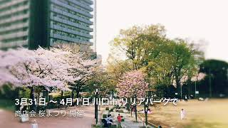 川口市酒屋の　あさひやまです。今度の土日、桜まつりに参加してきます。