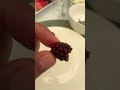 Blackberry : 👨‍🍳 #blackberry #fypシ゚viral #youtubeshorts #foryou #youtubevideo