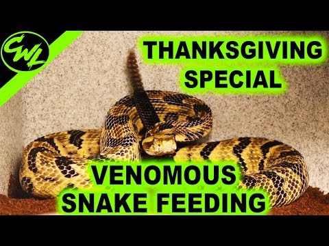 Thanksgiving Special Venomous Snake Feeding Youtube