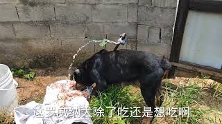 卡斯罗犬看见罗威纳犬吃鸡骨架口水直流，鼓起勇气去抢，遭受爆打