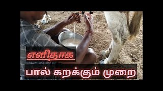 எளிதாக பசுமாட்டில் பால் கறக்கும் காட்சி