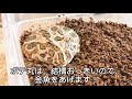 【癒し　animal】クランウェルツノガエルの大好物あげてみた（おまけ＝温浴）