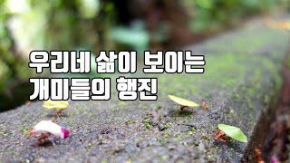 [자연 에세이] 6. 우리네 삶 같은 개미들의 행진