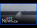 Grey whale spotted in English Bay