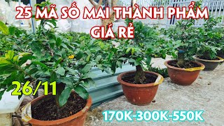 26/11. 25 Mã Số Mai Giảo Cánh Tròn, Như Ý SB Bình Lợi Sài Gòn Chơi Tết.☎Trang 0359910781