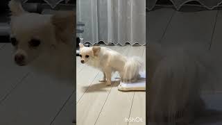 右足をちょこんと上げて上手におしっこする犬のしっぽちゃん