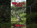 のいち動物公園にて全く動かないことで有名なハシビロコウに会ってきました🤣［のいち動物公園］［ハシビロコウ］［動かない］ shorts