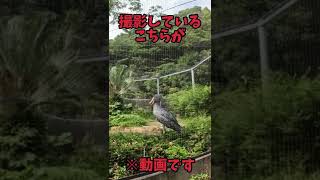 のいち動物公園にて全く動かないことで有名なハシビロコウに会ってきました🤣［のいち動物公園］［ハシビロコウ］［動かない］#shorts