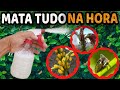 Mata Pulgão, Fungo, Cochonilha, Ácaros, Trips, Mosca Branca (Sem Gastar Nada)